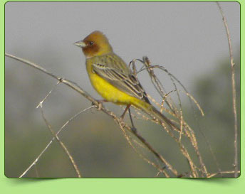 Red headed bunting