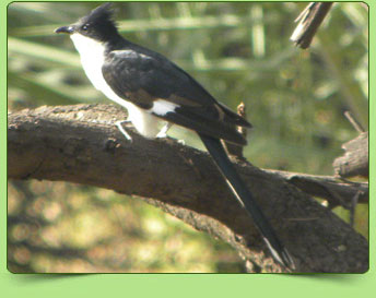 Pied crested cuckoo