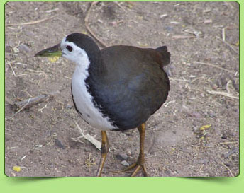 White breasted waterhen