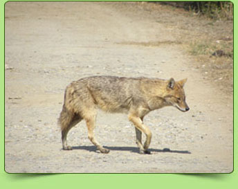 Jackal Jackal