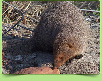 Small Indian mongoose Small Indian mongoose