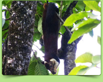 Indian giant squirrel Indian giant squirrel