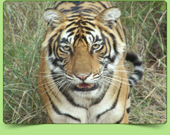 Tiger Tiger