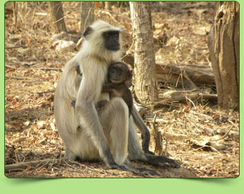Common Langur Common Langur