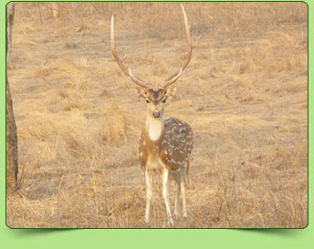 Spotted deer Spotted deer