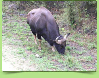 Gaur Gaur