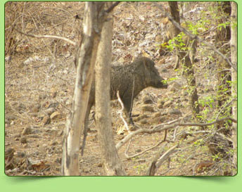 Wild boar Wild boar