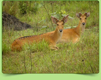 Swamp deer Swamp deer